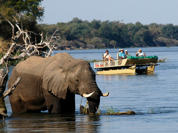 With so many animals at the water's edge, much of the game viewing in the Lower Zambezi is done by boat.