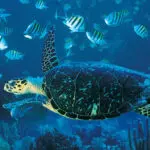 No hace falta ser submarinista para explorar increíbles arrecifes de coral: el buceo con tubo suele ser igual de bueno.