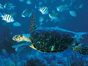 No hace falta ser submarinista para explorar increíbles arrecifes de coral: el buceo con tubo suele ser igual de bueno.