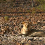 Un joven león macho descansa entre las piedras.