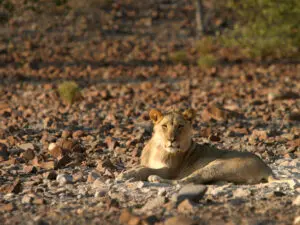 Un joven león macho descansa entre las piedras.