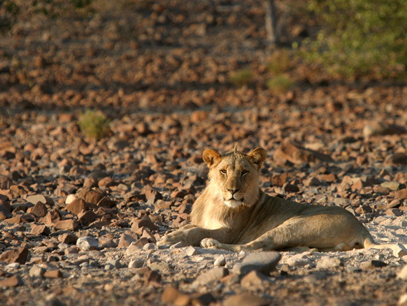 A young male lion rests amongst the stones.
