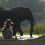 Zambezi canoe safaris allow you to get closer to animals than in a vehicle - prepare for thrilling close-ups!
