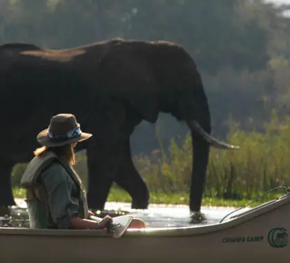 Los safaris en canoa por el Zambeze le permiten acercarse más a los animales que en un vehículo: ¡prepárese para emocionantes primeros planos!