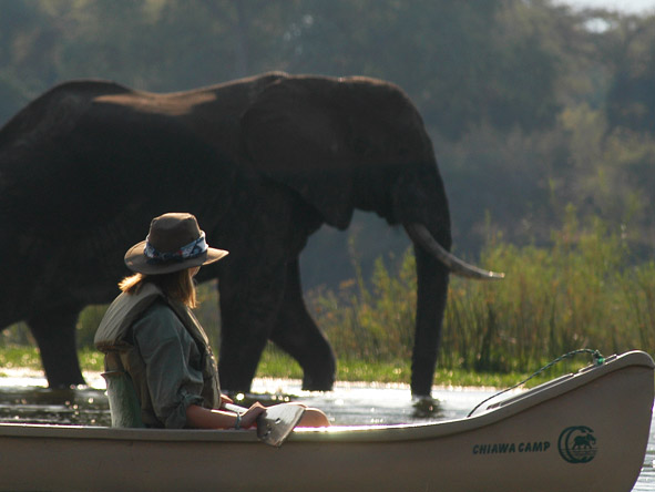 Zambezi canoe safaris allow you to get closer to animals than in a vehicle - prepare for thrilling close-ups!