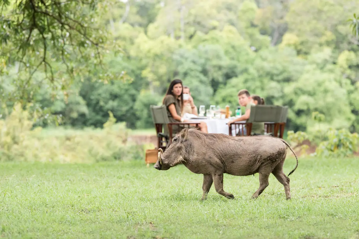 A family enjoying a meal at Govenors' Camp watch as a warthog walks by | Go2Africa