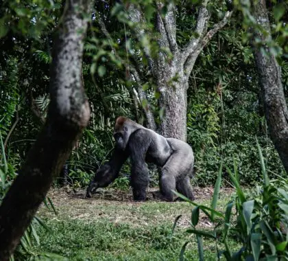 Top National Parks and Reserves to Visit in Uganda