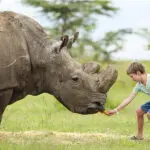 Disfrute de increíbles encuentros con la fauna | Ol Pejeta Bush Camp