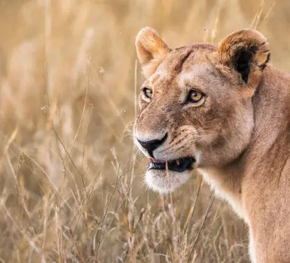 22 alojamientos africanos donde los animales campan a sus anchas
