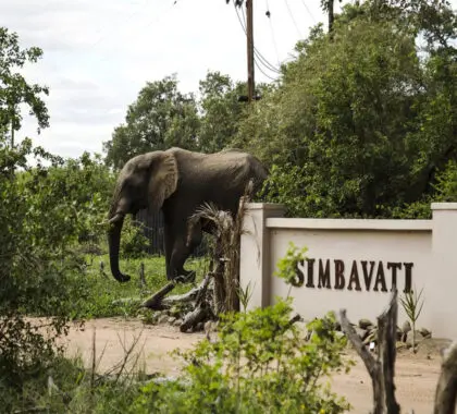 simbavati-river-lodge