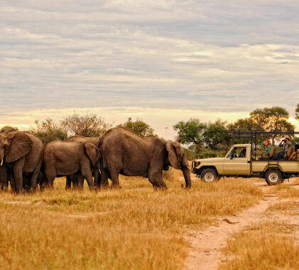 Thrilling 4X4 game drives with expert guides to take you close to the action.