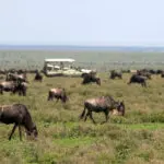 En los safaris por el Serengeti, los huéspedes tienen la oportunidad de ver grandes manadas en movimiento y depredadores al acecho.