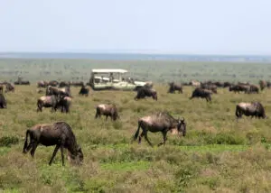 En los safaris por el Serengeti, los huéspedes tienen la oportunidad de ver grandes manadas en movimiento y depredadores al acecho.