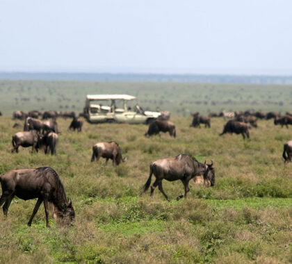 On game drives in the Serengeti, guests have the opportunity to witness massive herds on the move and predators lurking.