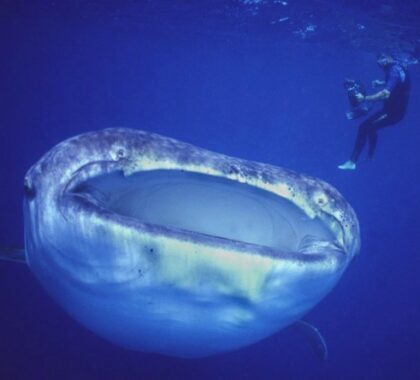 Get your adrenaline pumping by diving with whale sharks.