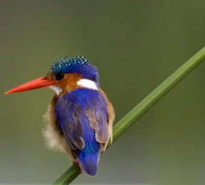 Gran destino para la observación de aves. 