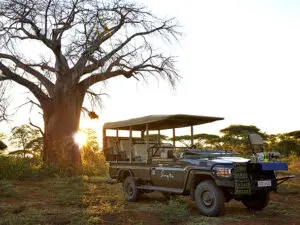 There are plenty of wild Game-viewing opportunities to experience in Malilangwe Wildlife Reserve.