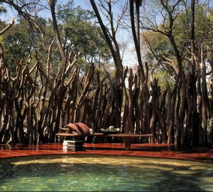The swimming pool is located in the centre of a forest thicket.