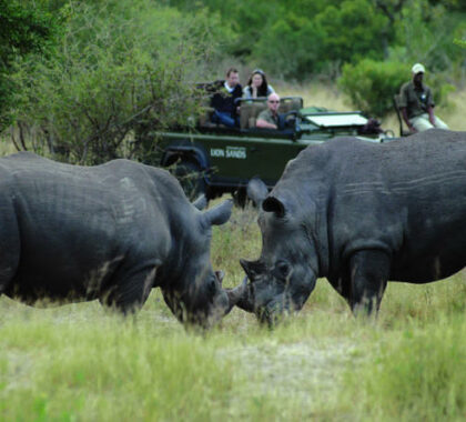 Learn more about african wildlife while going on a game drive with the experienced guides.