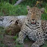Vic Falls to Dar Es Salaam Discoverer.