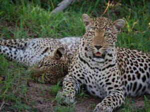 Vic Falls to Dar Es Salaam Discoverer.