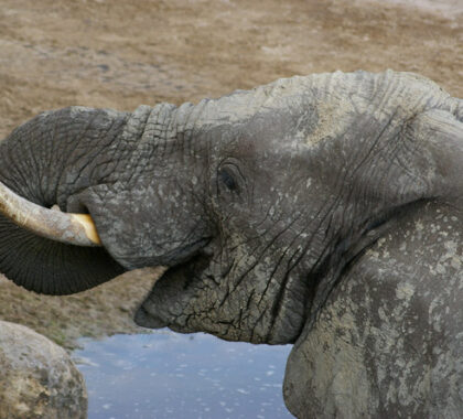 Allow the heart to race a bit as you get up close to the elephants at Leroo Tau.