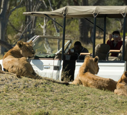 Moremi Game Reserve is home to several of the classic animals including lions.