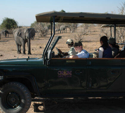 Chobe is home to the largest elephant herds viewing them up close on a game drive.