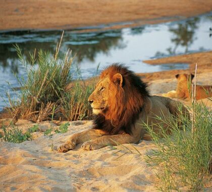 Game drives in the Timbavati Reserve are richly rewarding - it's big game country with plenty of predators.