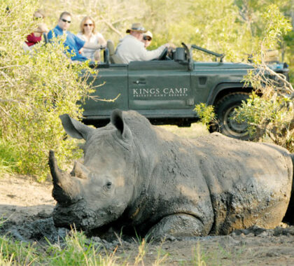 Experienced rangers at Kings Camp deliver up-close sightings of Africa's Big 5, including the rare rhino.