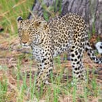 Los leopardos son bastante abundantes en la Reserva de Caza de Chobe, ¡pero merecen tanto la pena cuando te cruzas con uno!