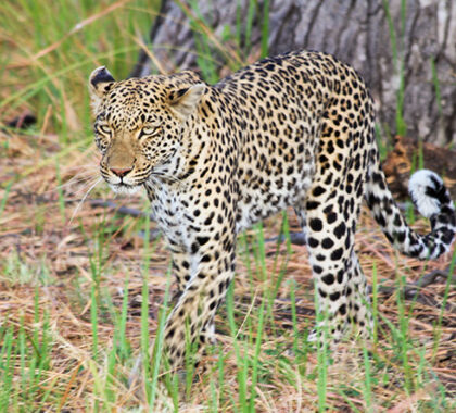 Leopards are quite abundant in Chobe Game Reserve, but they are so worth it when you come across one!