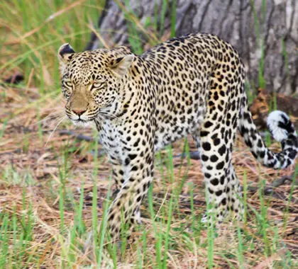 Los leopardos son bastante abundantes en la Reserva de Caza de Chobe, ¡pero merecen tanto la pena cuando te cruzas con uno!