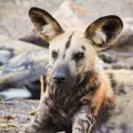 Los perros salvajes -también conocidos como los lobos pintados de África- cazan en grandes manadas con un macho y una hembra alfa.