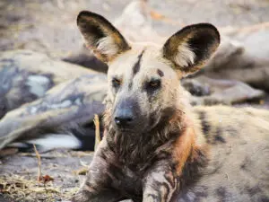 Los perros salvajes -también conocidos como los lobos pintados de África- cazan en grandes manadas con un macho y una hembra alfa.