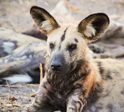 Los perros salvajes -también conocidos como los lobos pintados de África- cazan en grandes manadas con un macho y una hembra alfa.