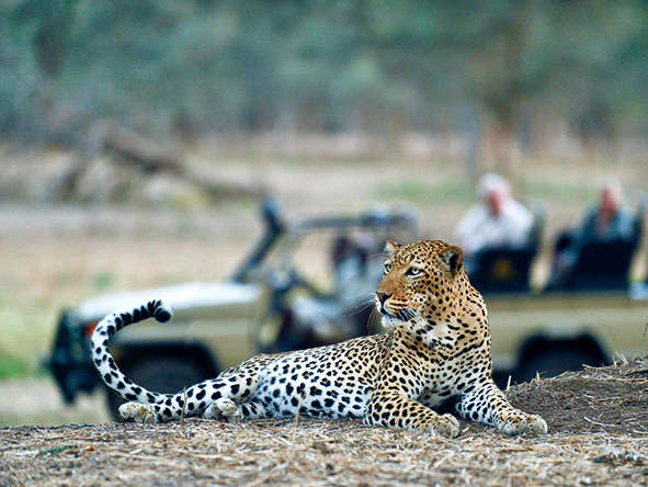 A beautiful male leopard spotted on a game drive in the Lower Zambezi National Park.