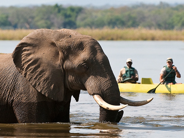 Ol Mondoro offers canoe safaris on the Zambezi River; you are able to witness elephant in the river, an incredible experience