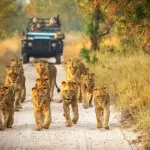Una manada de leones con varios cachorros subadultos se abre paso por un camino de arena en Sabi Sands.