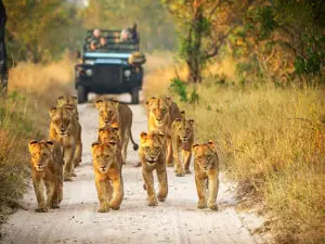 Una manada de leones con varios cachorros subadultos se abre paso por un camino de arena en Sabi Sands.