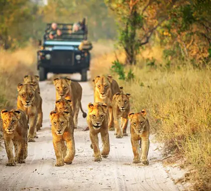 Una manada de leones con varios cachorros subadultos se abre paso por un camino de arena en Sabi Sands.