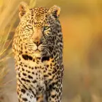 Un leopardo de ojos brillantes capturado a la luz de la mañana.