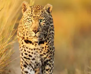 Un leopardo de ojos brillantes capturado a la luz de la mañana.