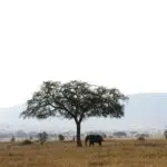 Las emblemáticas llanuras del Serengeti esperan a ser exploradas en safaris de mañana, tarde y día completo.
