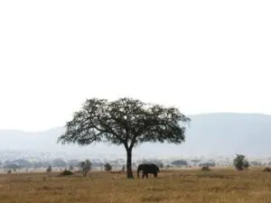 Las emblemáticas llanuras del Serengeti esperan a ser exploradas en safaris de mañana, tarde y día completo.