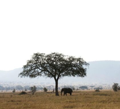 The iconic plains of the Serengeti wait to be explored on morning, afternoon and full-day game drives.
