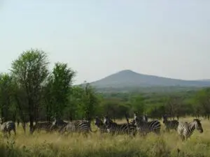 Contemple abundantes animales de llanura, como cebras, jirafas y antílopes, así como grandes depredadores.