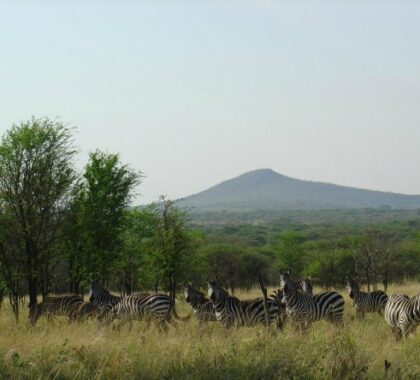 See ample plains game including zebra, giraffe and antelope as well as big game predators.
