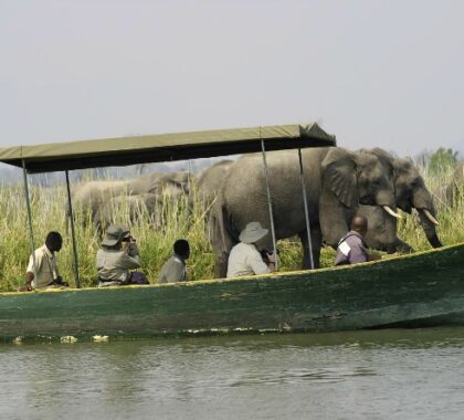 Spend time exploring the Zambezi River on relaxed boating excursions.