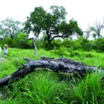 Vacaciones de aventura en Sudáfrica, Cataratas de Vic y Chobe.